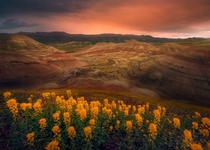 A once in a decade super bloom in arid central Oregon - Painted Hills OR 