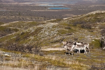 A pack of reindeers at the Pyrisjrvi wilderness area Finland 