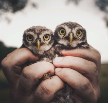 A pair of Owls 