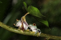 A pair of red-eyed tree frogs sheltering themselves from the rain  Photographed by Kutub Uddin