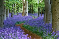 A path through the bluebell wood at Coton Manor Northamptonshire England 