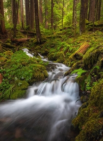 A peaceful stream through the forest Olympic National Park Washington 