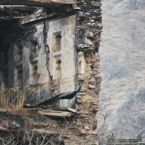 A peacock in the ruins Jaipur India