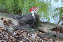 A photo of my pecker OC Pileated Woodpecker Dryocopus pileatus x