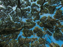A Picture I Snapped of the Forest Canopy in Coromandel New Zealand  I believed the trees are called ti-tree here