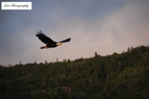 A picture of a bald eagle I took this summer on Bras DOr lake in Nova Scotia Apology as the quality isnt the greatest since its a screenshot  x 