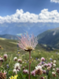 A picture of a flower I found in Austria
