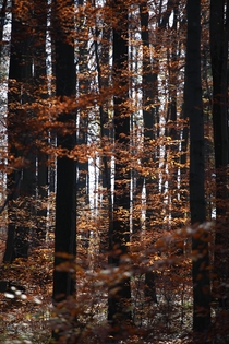 A picture of a forest in Autumn   x  Koice Slovakia