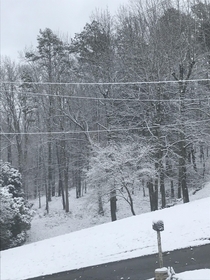 A picture of the forest near my house last winter