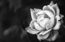 A Pink Rose in Black and White 