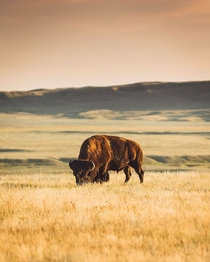 A Plains Bison having dinner in Grasslands National Park Canada