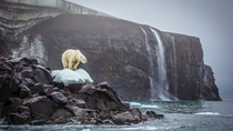 A polar bear by a waterfall by Cory Richards 