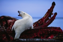 A polar bearUrsus maritimus feeds on the jaws of a bowhead whaleBalaena mysticetus by Joel Sartore 