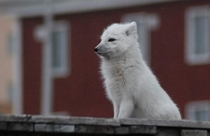 A polar fox in an abandoned city in Svalbard
