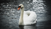 A portrait of a Swan 