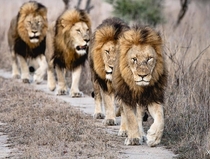 A pride no wait A Team of Lions