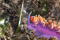 A radiant Spanish shawl nudibranch Flabellinopsis iodinea at a tidepool in Coal Oil Point CA Despite being less than cm I could spot it from a good m away 