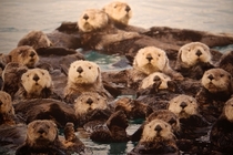 A raft of otters Enhydra lutris - 