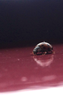 A random ladybird a friend found today 