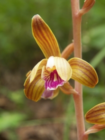 A rare Crested Coralroot orchid Hexalectris spicata 