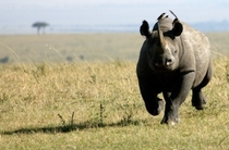 A Rare Picture of Angry Black Rhino 