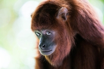 A rather sheepish looking Red Howler Monkey 