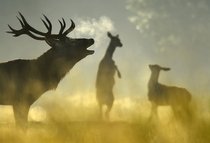 A red deer stag with females seen behind barks in the morning sun in Richmond Park in west London England The Royal Park has had red and fallow deer present since  Toby Melville 