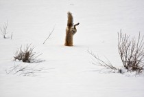 A red fox attacking a mouse hidden under  feet of snow 