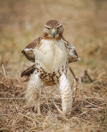 A red-tailed hawk posing like a cowboy AnimalPorn