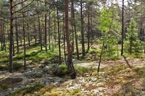 A relaxing forest Stockholm Sweden 