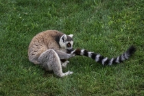 A ring-tailed lemur sniffs his tail 