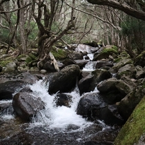 A river flowing through an alpine forest in Thredbo Australia 