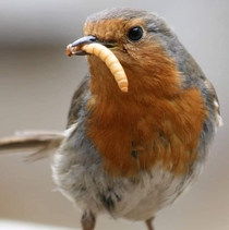 A robin enjoying his delicious meal
