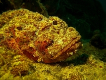 A Rockfish named Peg who isnt impressed Bonaire NA 