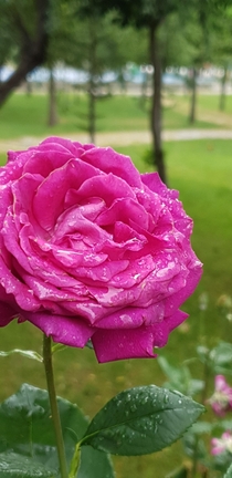 A rose damascena with rain drops I wish you could smell it