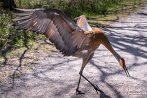 A Sandhill crane landing right in front of me The wings are massive