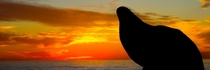 A sea lion rests with his head arched back during sunset at La Jolla Cove San Diego 
