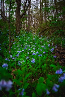 A sea of bluebells in a secret cove in the Ozarks  x