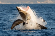 A seal narrowly escapes an attack from a Great White shark Carcharodon carcharias David Baz Jenkins 