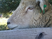 A sheep at a farm I visit often