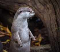 A short-clawed otter