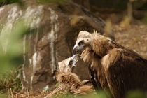 A shot of two Griffon Vultures Gyps fulvus 