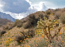 A Silver Cholla glowing in the foothills of the Eastern Sierras amongst California poppies and sagebrush chaparralOpuntia echinocarpa 