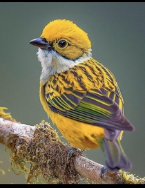 A Silver-throated Tanager in Costa Rica They eat small fruit and Insects