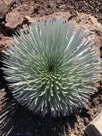 A silversword I saw yesterday near the crater of Haleakal a volcano in Maui Elevation  ft So excited to see this rare plant