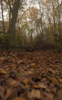 A simple fall trail Long Island New York 