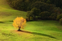 A single tree affected by the fall Tuscany Italy 