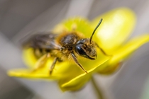 A small bee species unknown on a sagebrush buttercup 