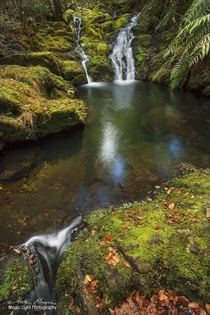 A small but beautiful and mossy set of cascades on the Beech Forest Walk at Gloucester Tops in the Barrington Tops National Park in New South wales Australia 