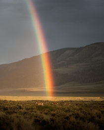 A small herd of Pronghorn walk at the base of a rainbow in Yellowstone National Park WY 